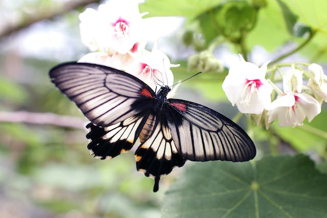 ফুলের উপর প্রজাপতির পিক ছার